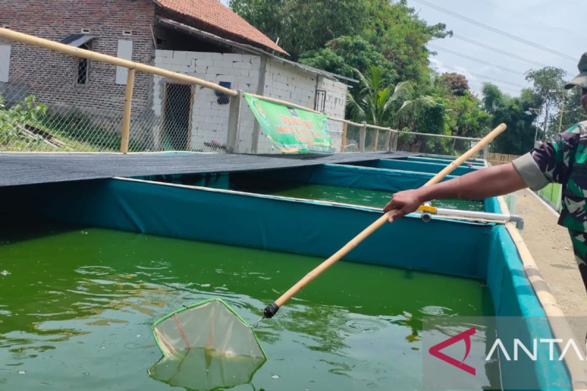 Babinsa Koramil 0602-19/Cikande dampingi warga budidaya ikan lele