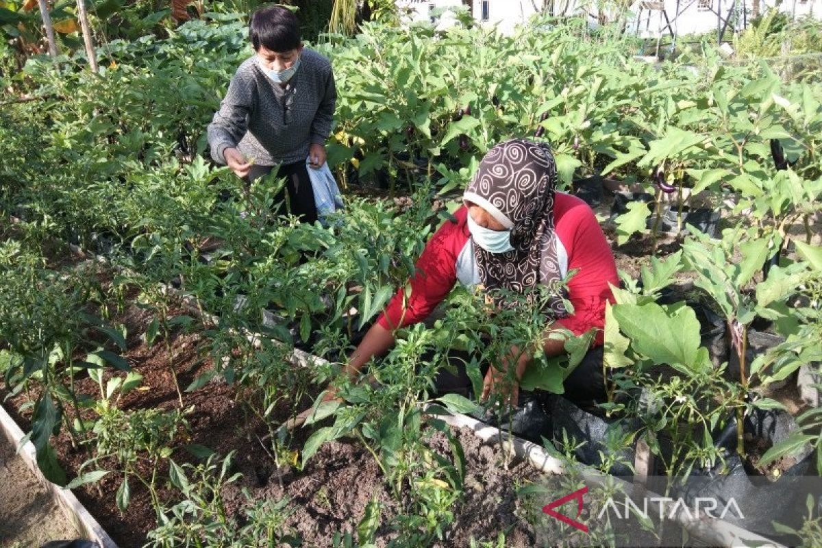 Wali Kota Palangka Raya ajak warga manfaatkan pekarangan untuk ketahanan pangan