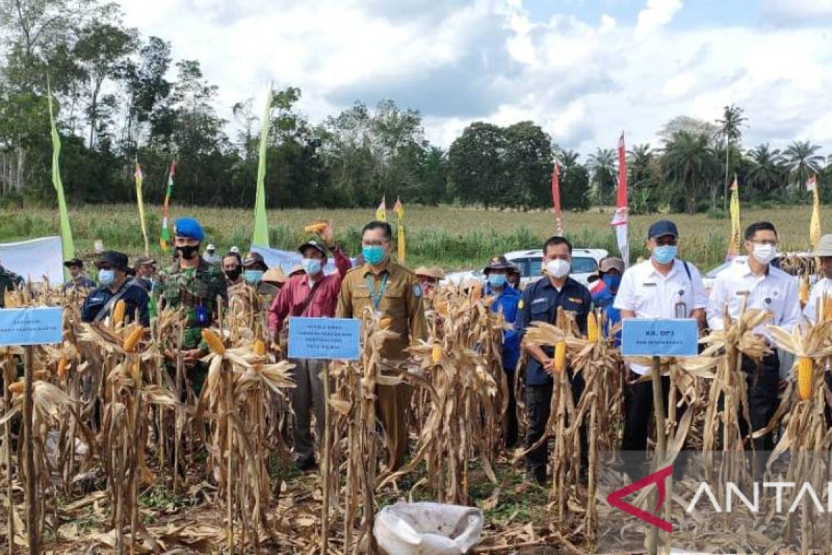 Pemprov Kalbar targetkan produksi jagung 250.698 ton tahun 2023