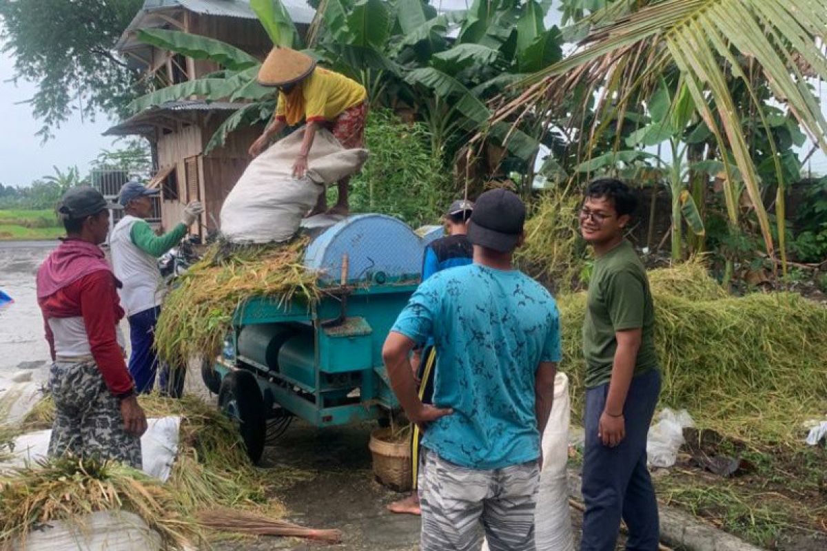 UNS gandeng Kans.id panen perdana padi organik