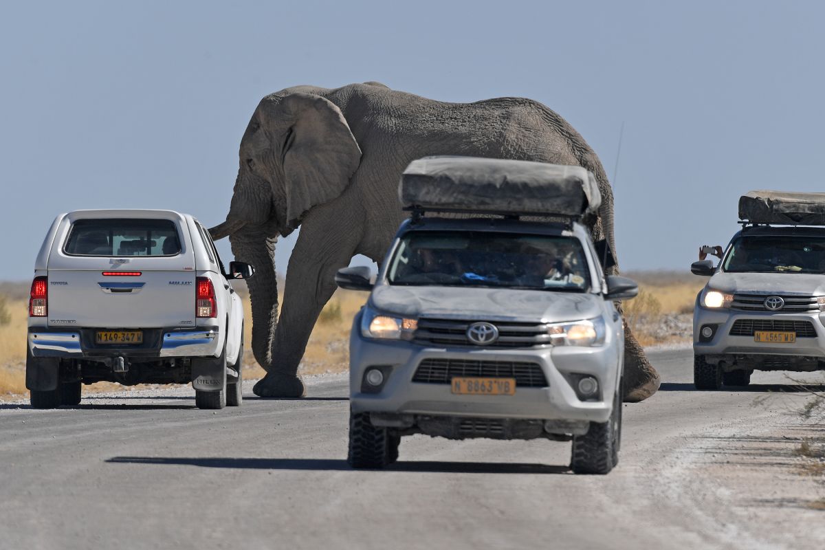 Namibia catat penurunan drastis perburuan gajah