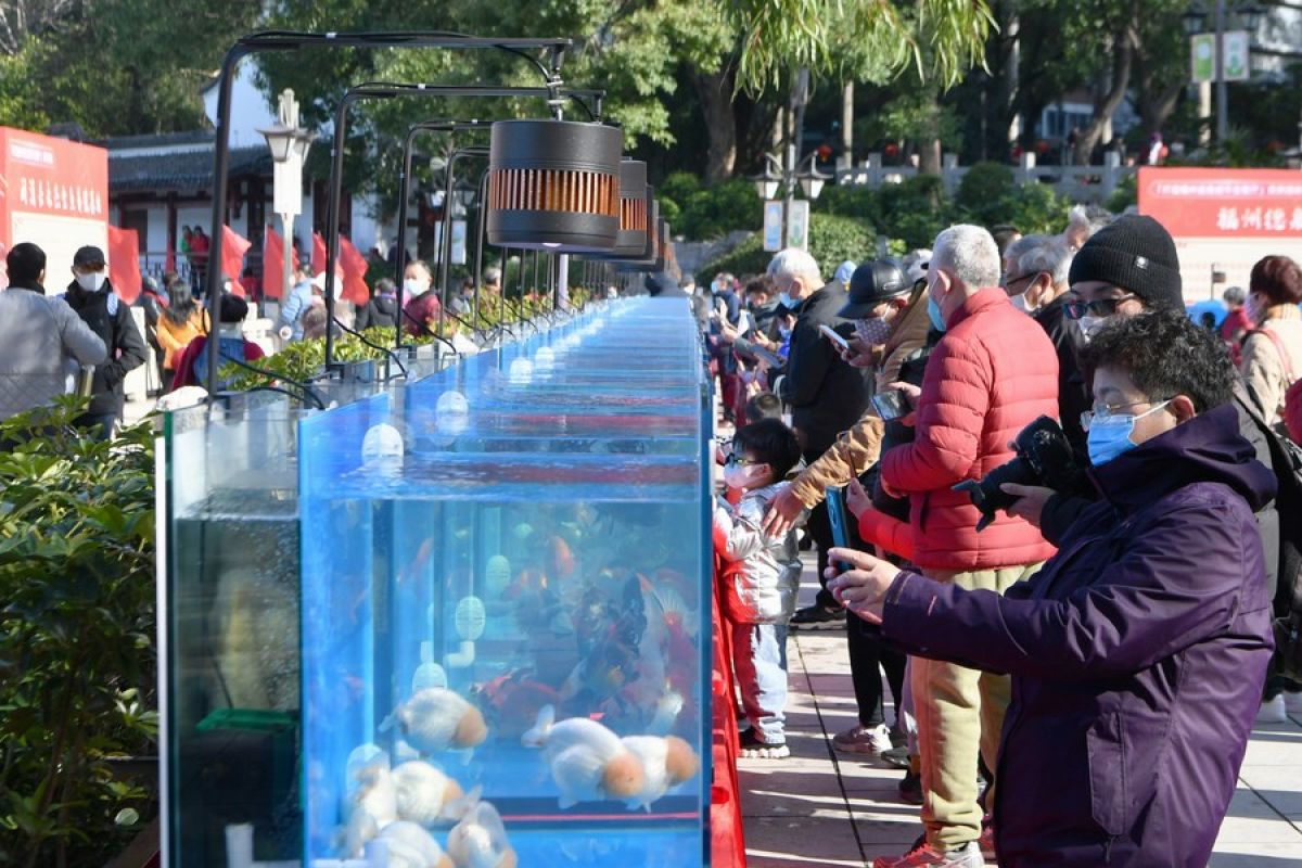 Pameran ikan mas hias digelar di Fujian