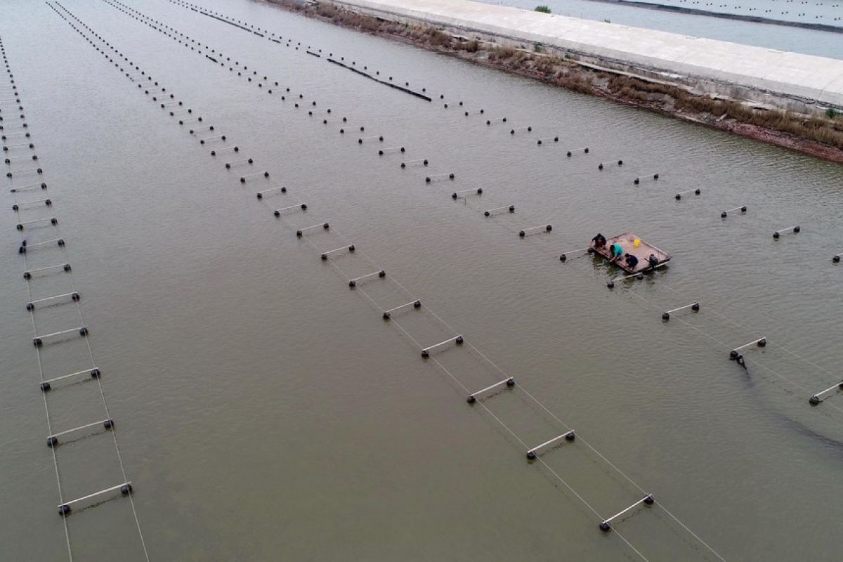 Daur ulang tailwater di Tangshan China tingkatkan produksi akuakultur