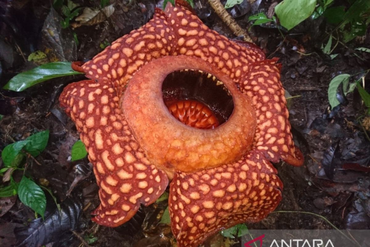 Bunga Rafflesia Arnoldi mekar di hutan Saniangbaka Solok