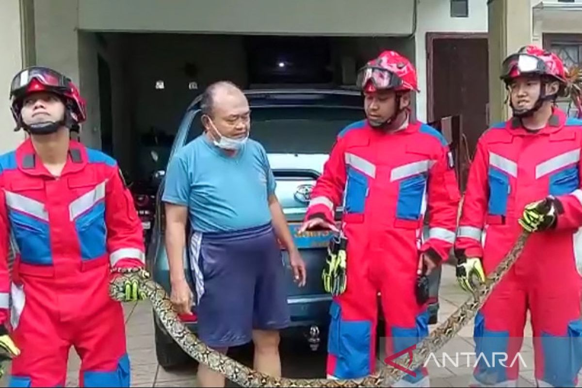 Gulkarmat Jaktim evakuasi dua ular sanca di Cipayung
