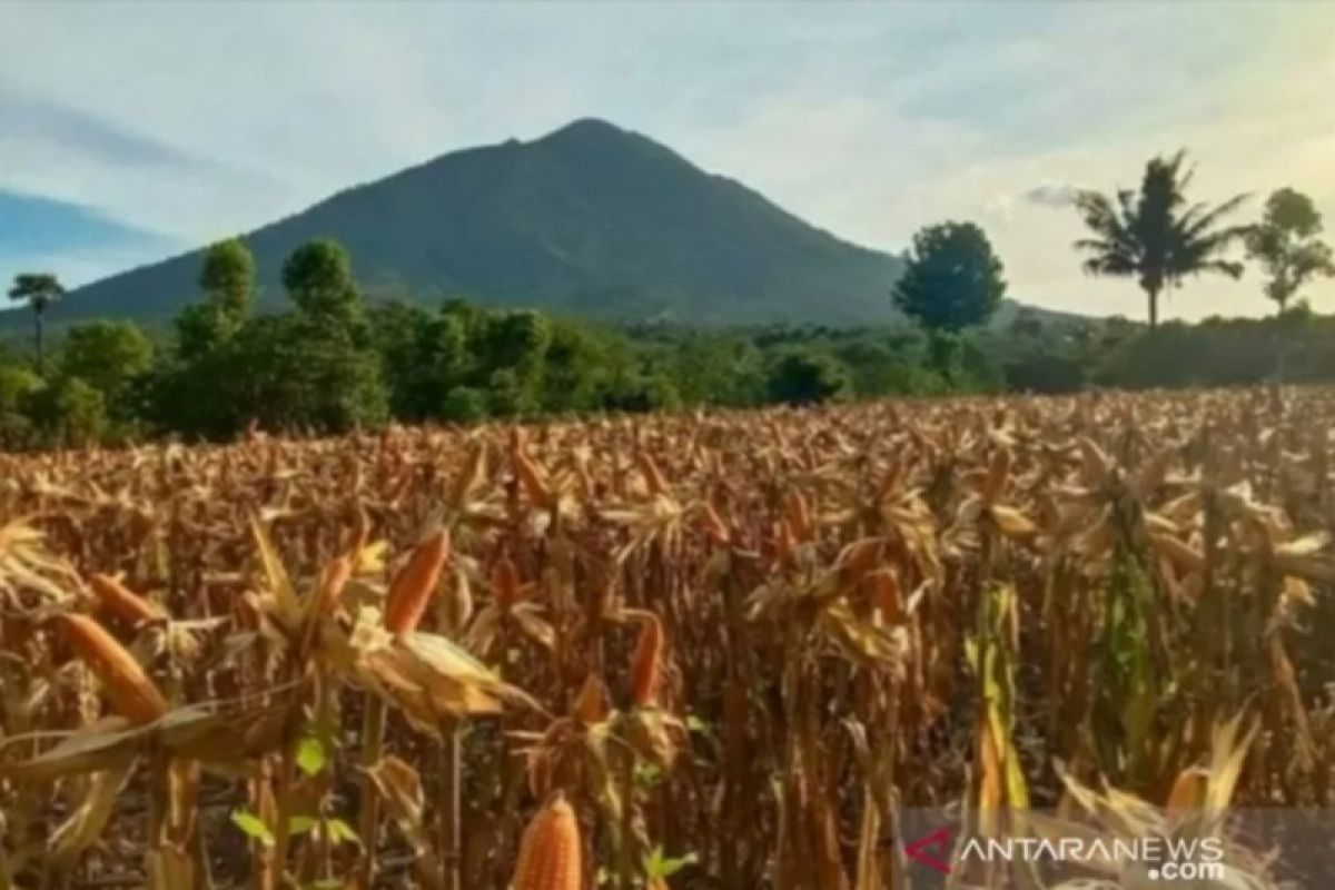 Petani diminta tanam palawija antisipasi kekurangan pangan