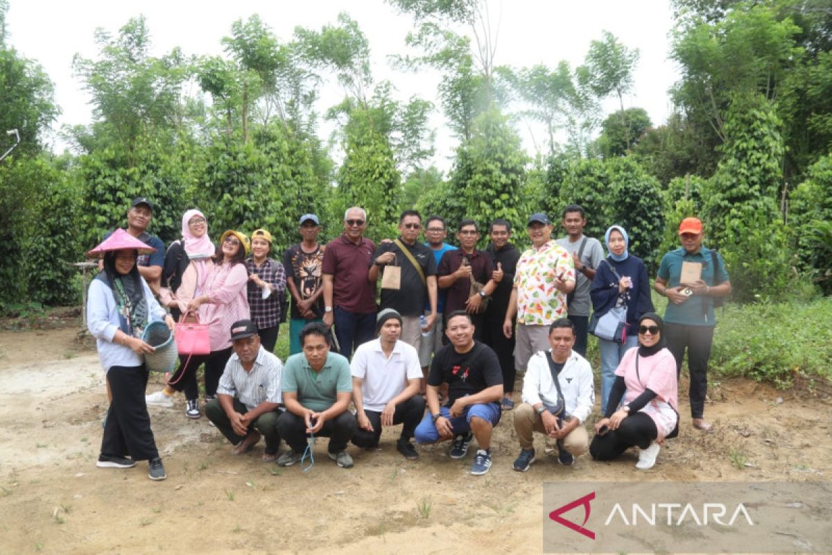 Produksi Lada di Kabupaten Belitung Semakin Pesat, Petani Sasar Peluang Ekspor