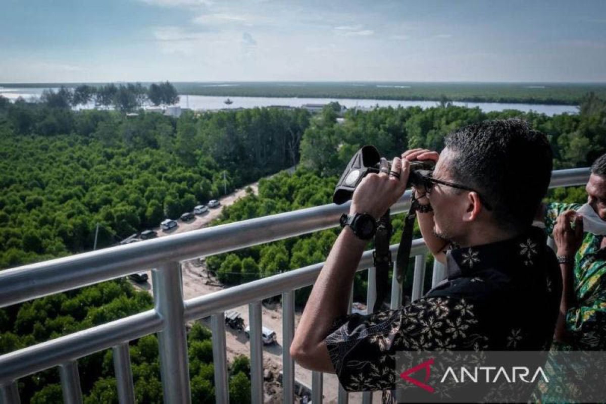 Permasa desak penebangan hutan mangrove di Langsa segera dihentikan