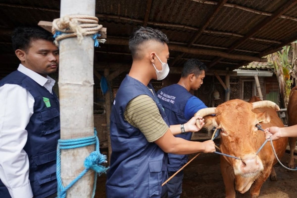 DKPP Kota Madiun gencarkan vaksin ternak sapi-kambing cegah PMK