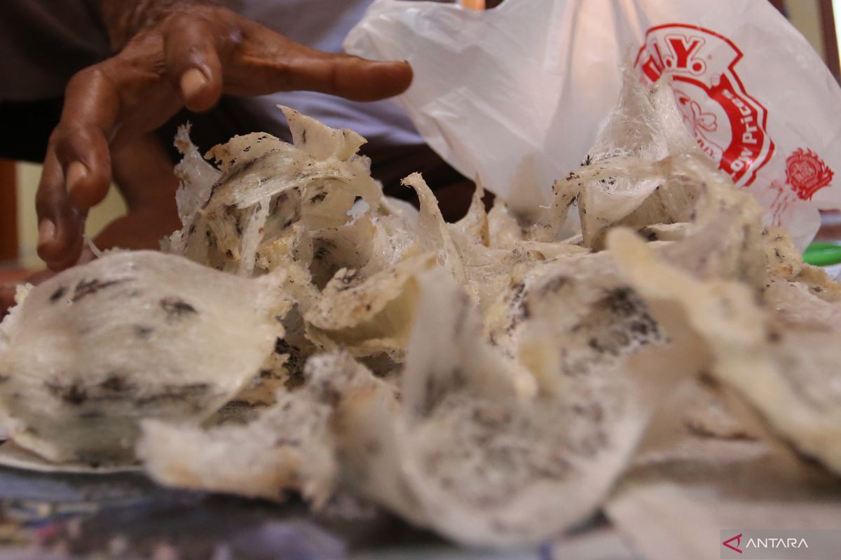 FOTO - Harga Sarang Burung Walet Turun