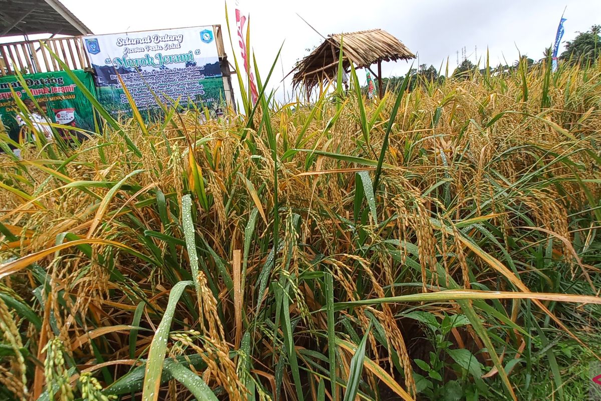 Pemkab Bangka Tengah kembangkan potensi lahan sawah 140 hektare