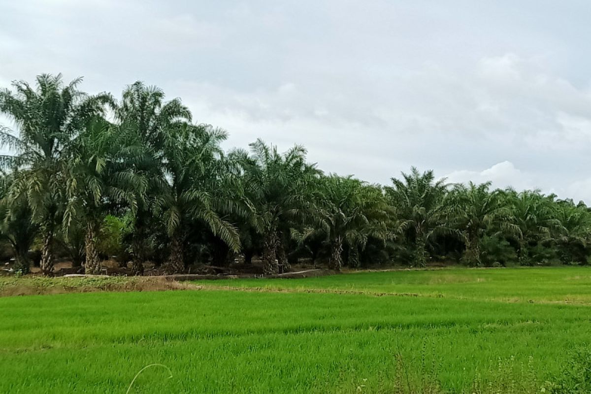 Penajam butuh infrastruktur pertanian menopang kebutuhan pangan IKN