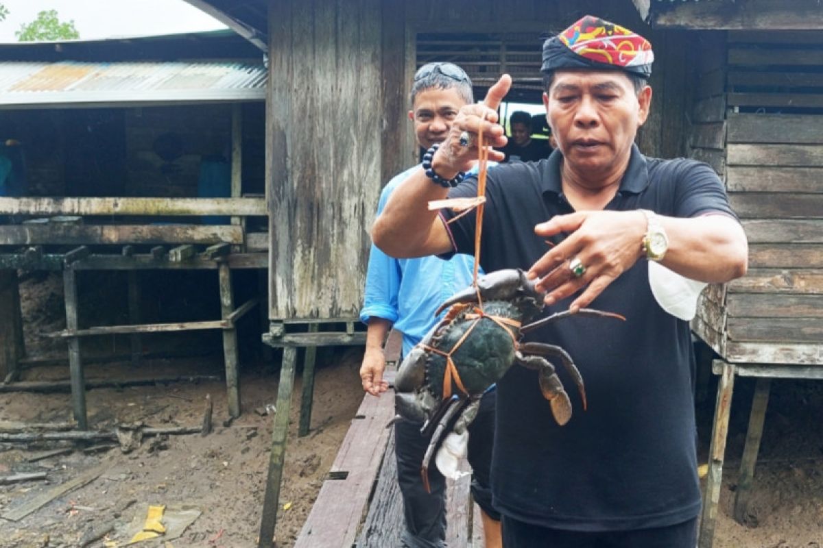 Kalimantan Utara akan jadikan kepiting "branding" unggulan