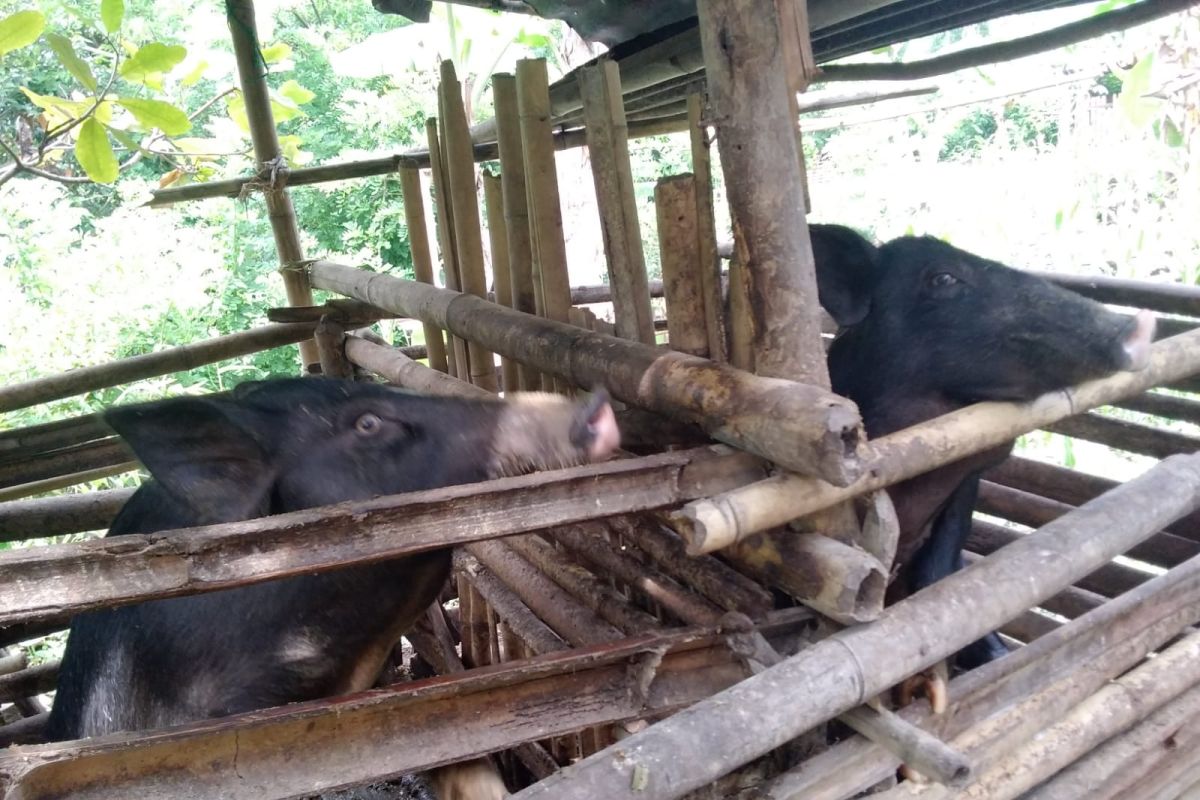 Nagekeo intensifkan pengawasan ternak dari luar daerah