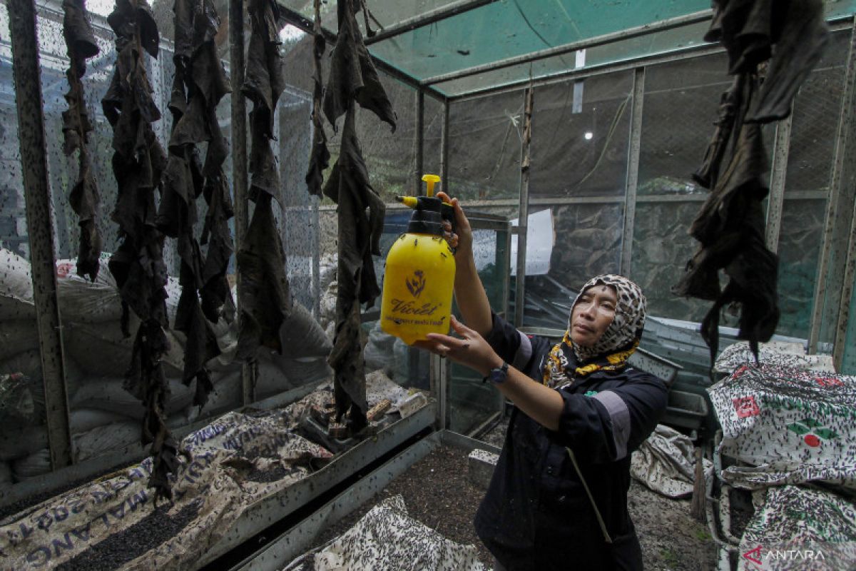 Lalat tentara hitam bisa bebaskan manusia dari sampah sisa makanan