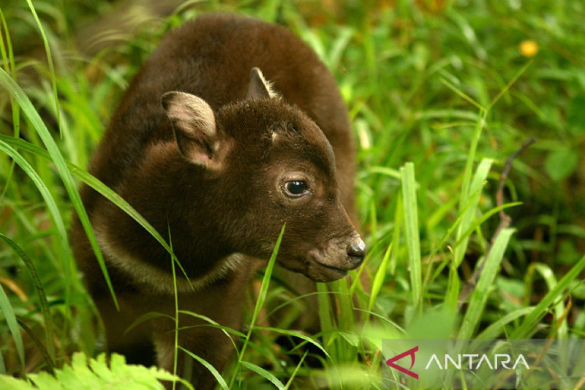 Kelahiran anoa melalui operasi caesar - ANTARA News