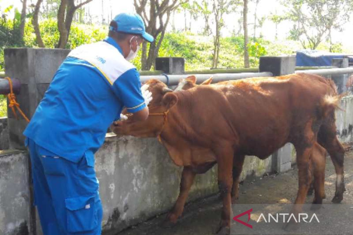 Penyakit kulit berbenjol turunkan produksi susu Temanggung