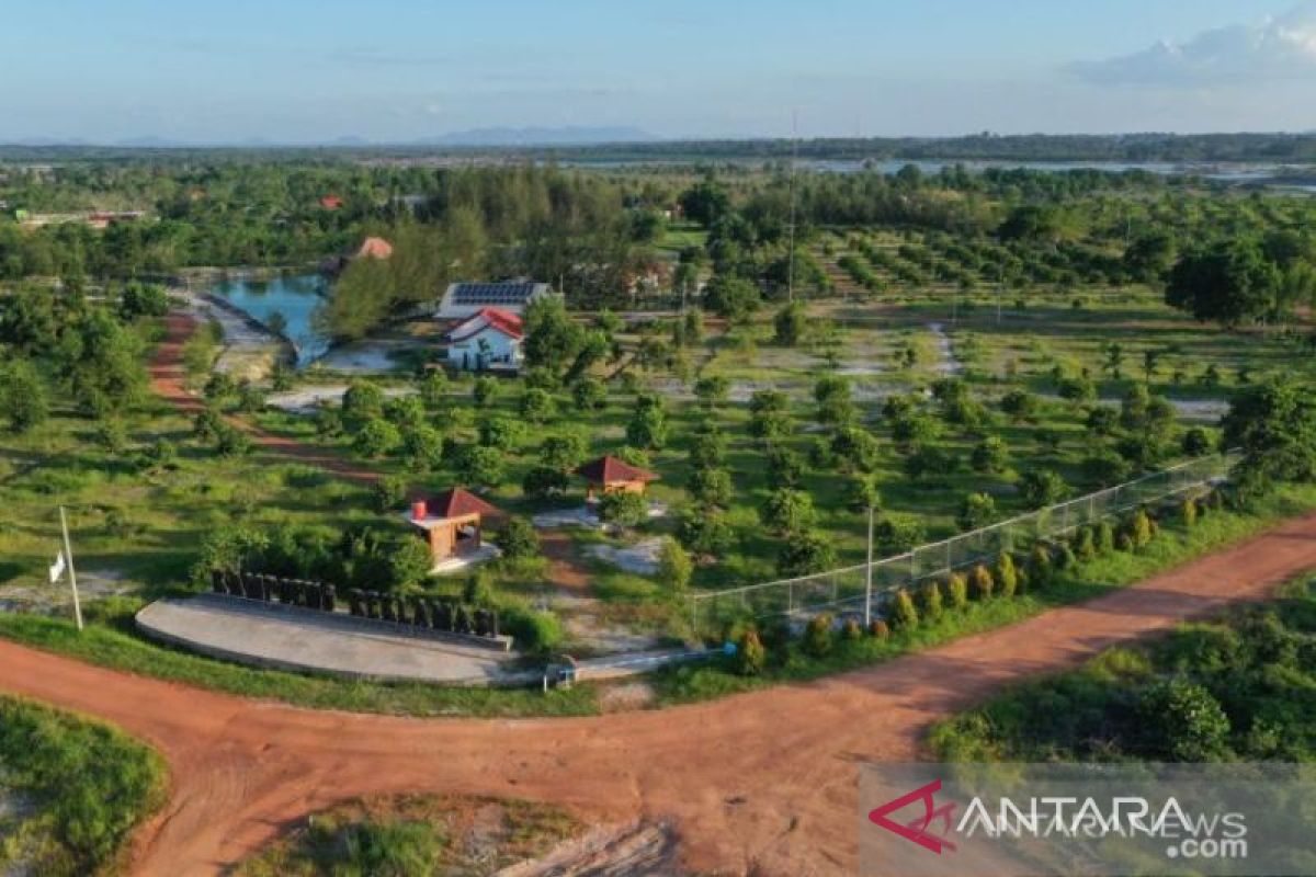 PT Timah tanam pohon buah-buahan di 400 hektare bekas tambang di Bangka Belitung