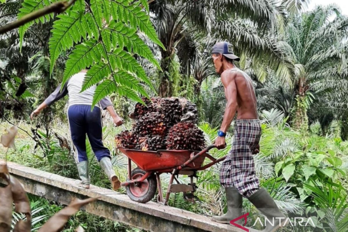 Neraca perdagangan Kalbar 2022 surplus 2.118,21 juta dolar AS