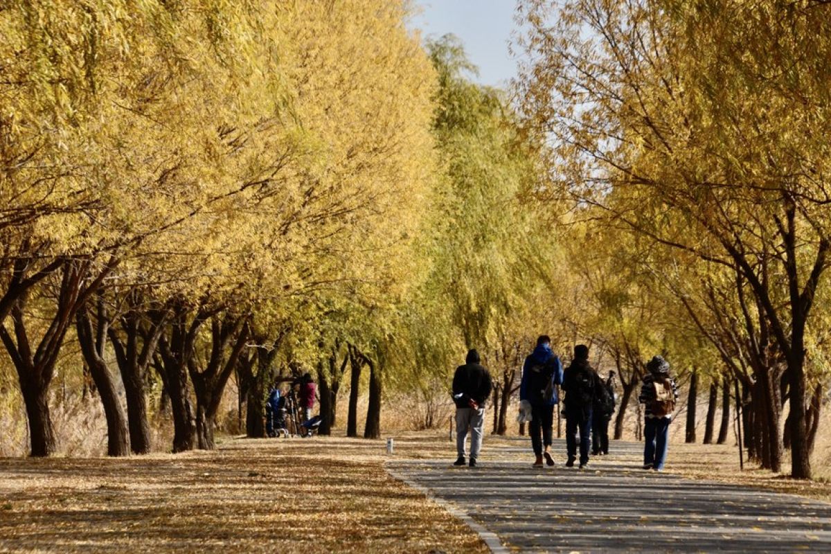 Beijing akan rampungkan restorasi ekologis 8.000 ha lahan pada 2023