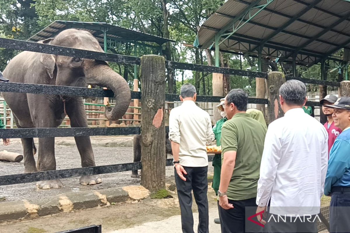 Pj Gubernur beri nama jerapah dan gajah di Taman Margasatwa Ragunan
