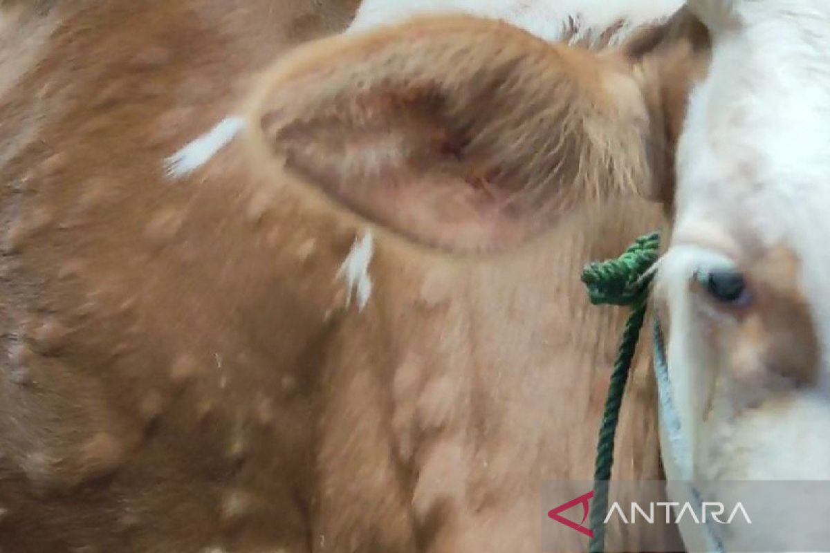 Pemkab Sragen sebut penyakit kulit berbenjol serang ratusan sapi