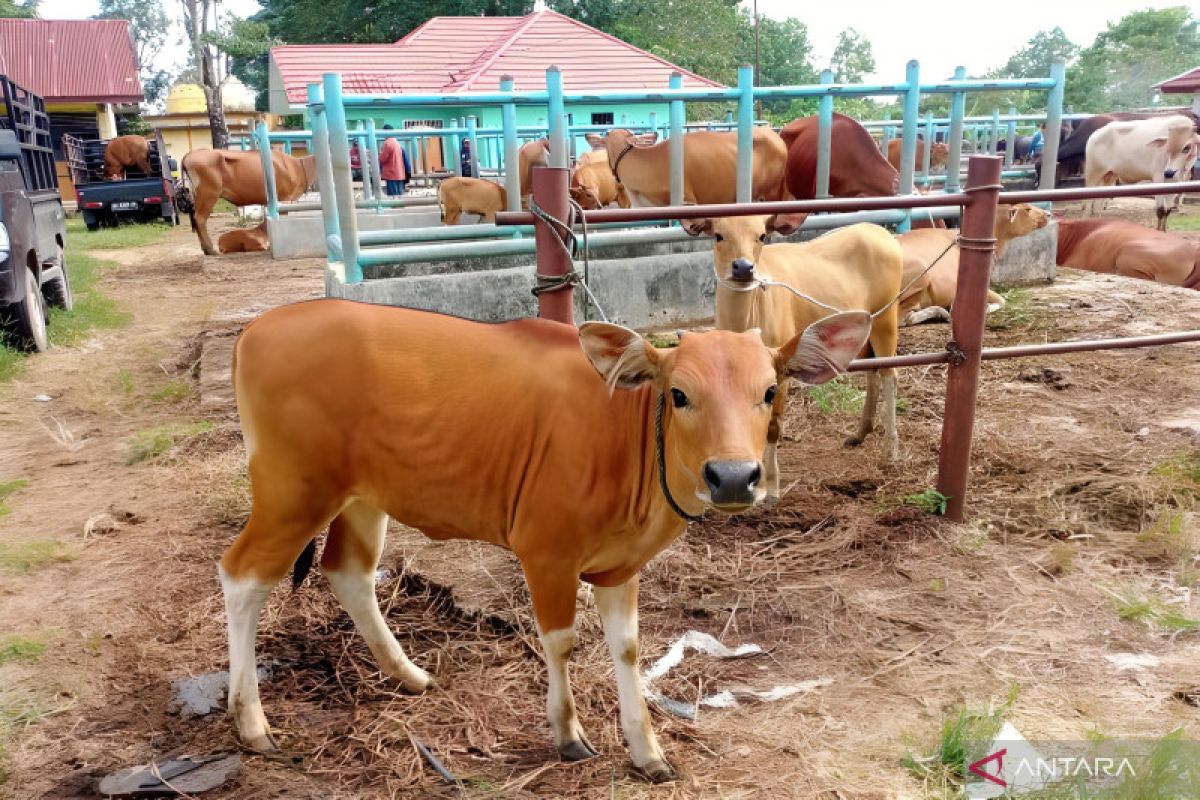 Ratusan ekor sapi dan kerbau di Batanghari Jambi terdaftar asuransi