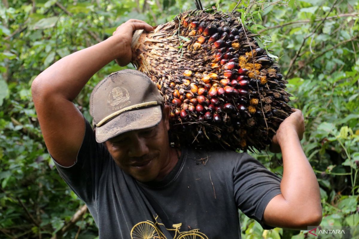 Hilirisasi hasil penelitian tingkatkan mutu produksi kelapa sawit