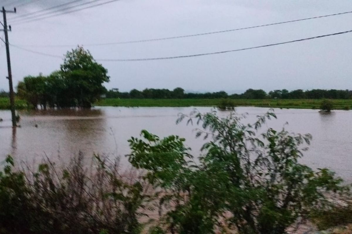 Ratusan hektare sawah, pupuk, dan gabah di Sumbawa terendam banjir