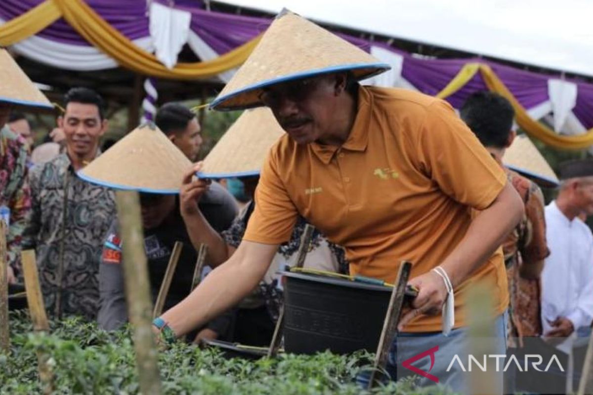 Pj Gubernur Babel panen raya cabai di Desa Puding Besar