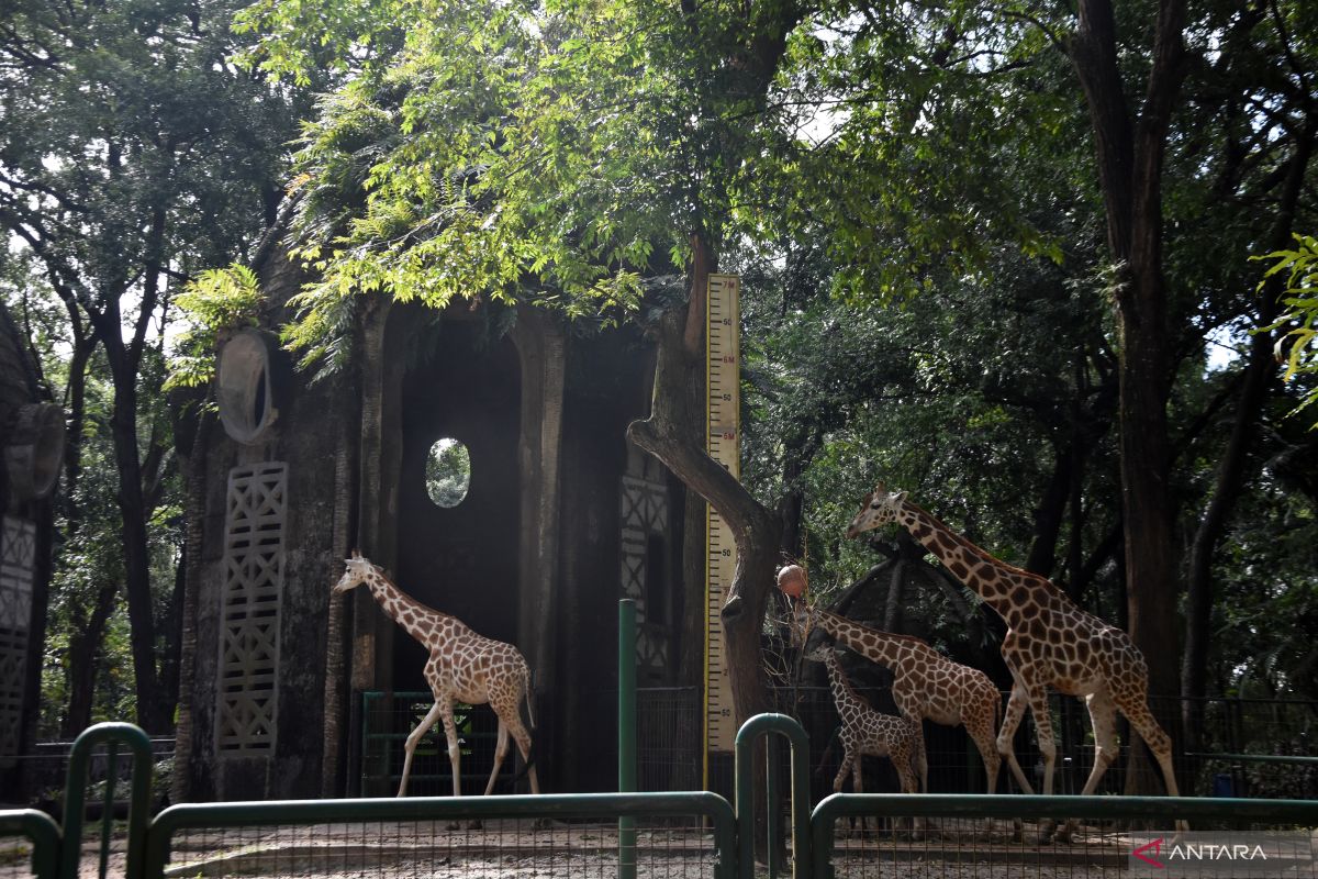 Taman Margasatwa Ragunan kembangkan  pengelolaan sampah jadi kompos