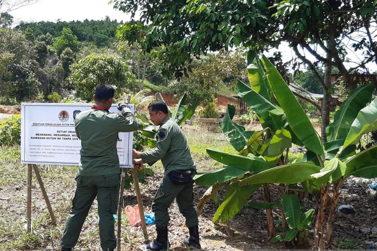 40 persen hutan Pulau Bintan rusak
