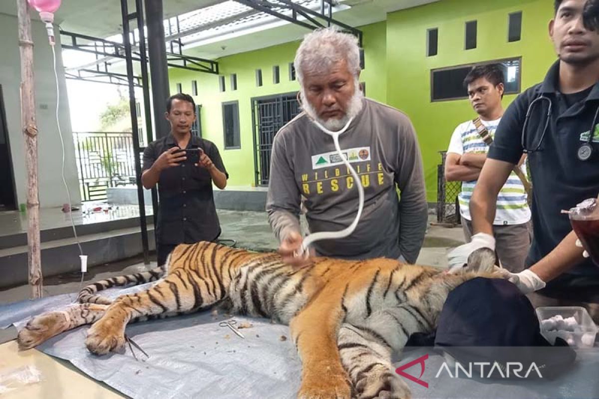 BKSDA: Harimau masuk perangkap di Aceh Selatan alami empat luka parah