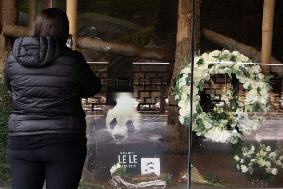 Panda raksasa Le Le mati di Kebun Binatang Memphis AS