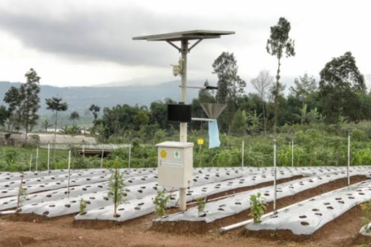 Petani Milenial di Tabalong terapkan konsep pertanian cerdas