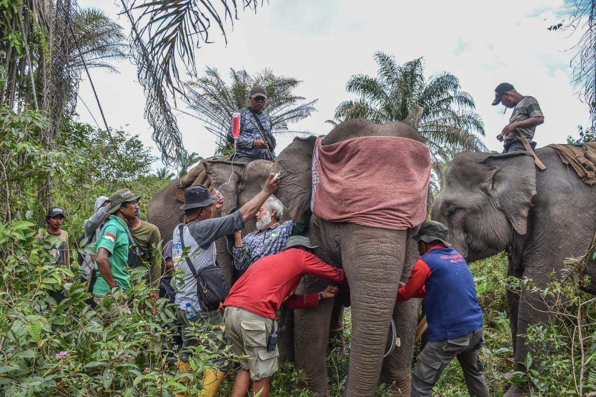 Cegah konflik, tiga gajah liar di Balai Raja dipasangi GPS
