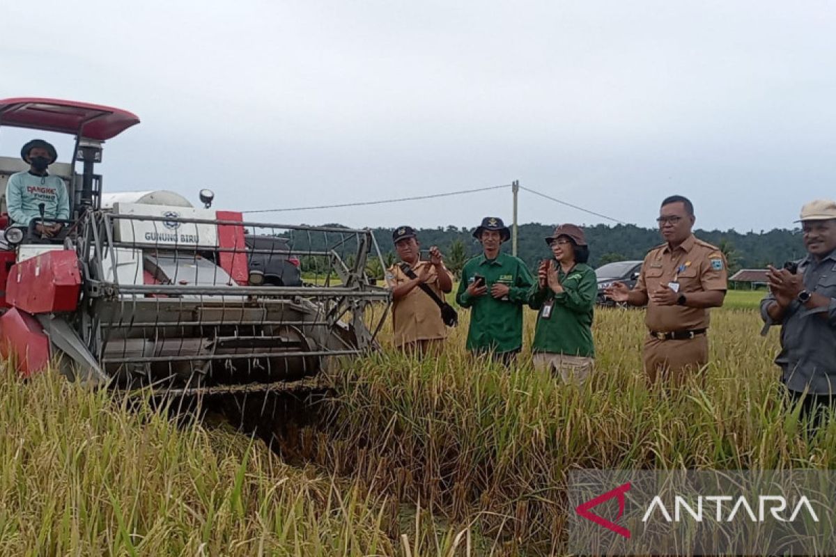 Petani Prafi panen padi hasil penanaman bersama Mentan