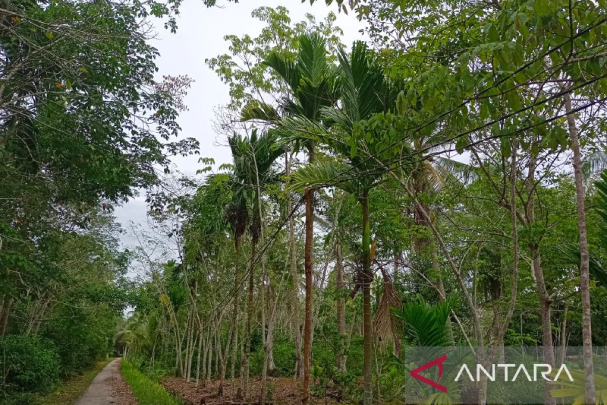 Dua dusun di Rangsang Barat belum tersentuh jaringan listrik