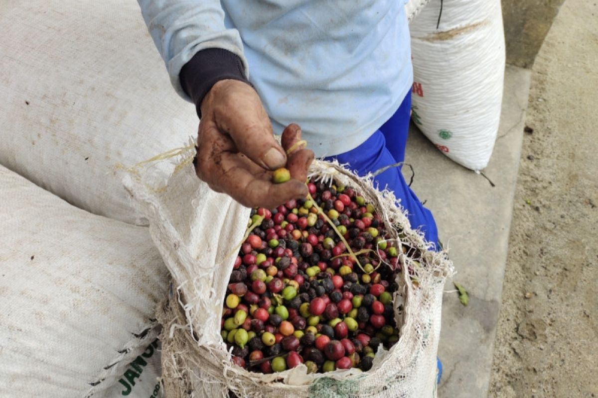 Disperindag Lampung periksa eksportir kopi dengan cemaran isoprocarb