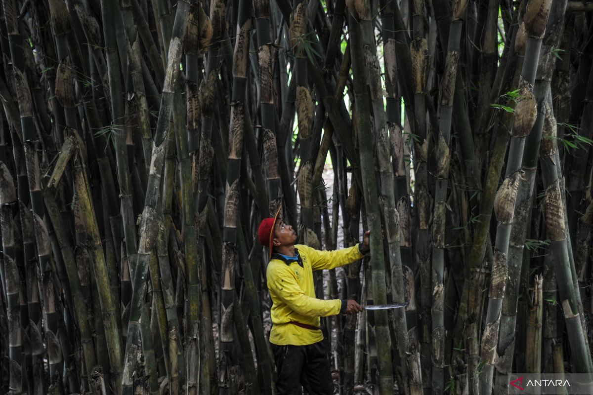 Bambu serta mitigasi perubahan iklim