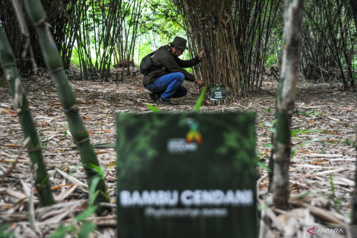 Bambu bisa menjadi tanaman alternatif atasi krisis kayu