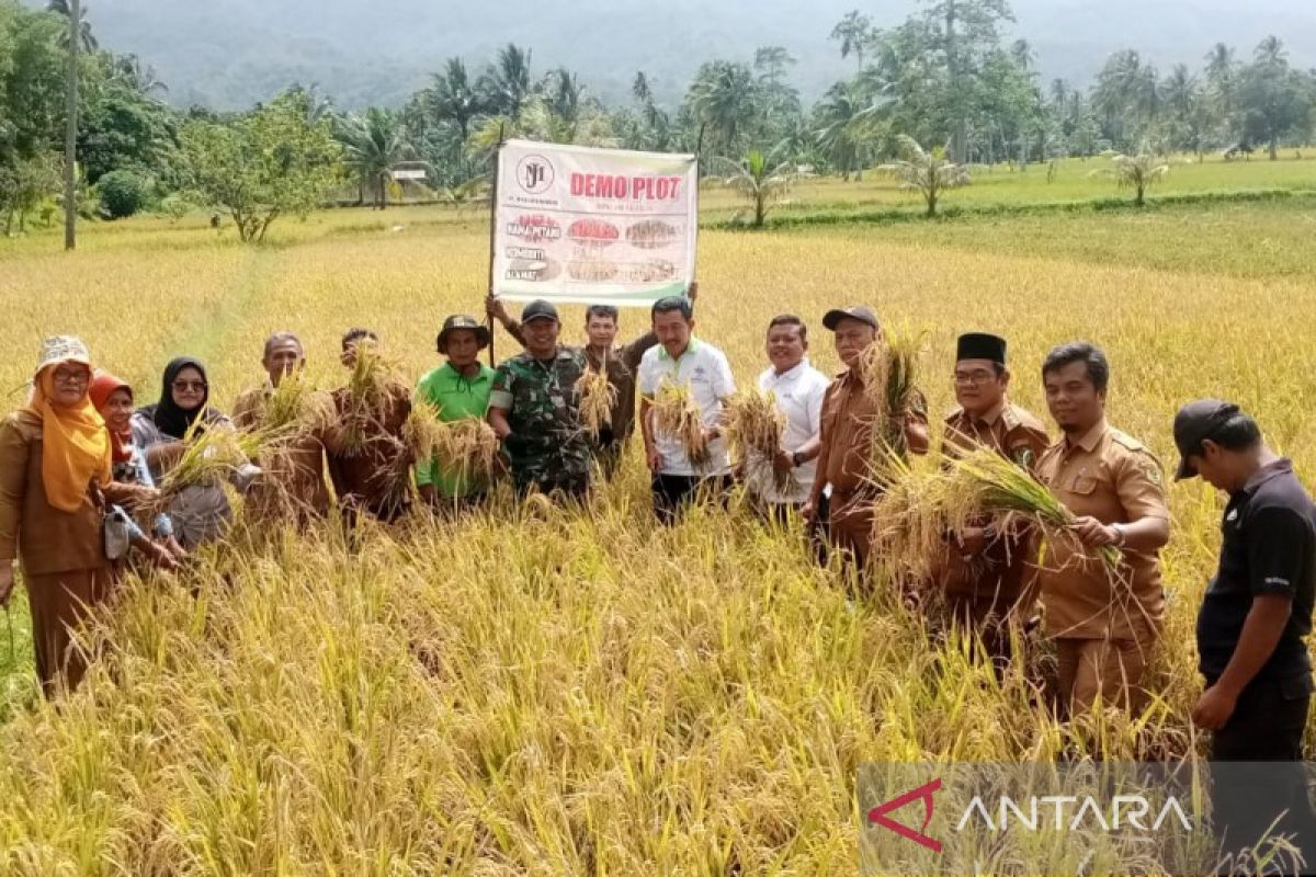 2023, panen padi koptan semusim Batang Angkola meningkat
