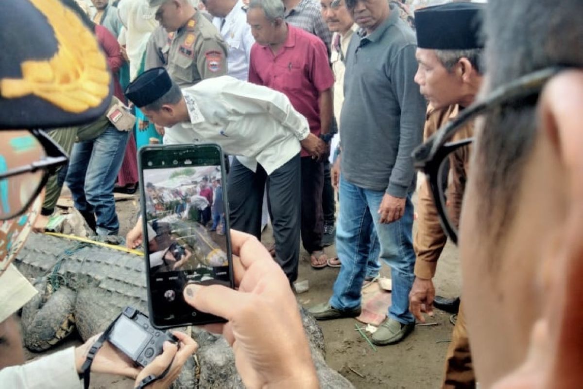 BKSDA Sumbar evakuasi buaya tangkapan warga Kinali