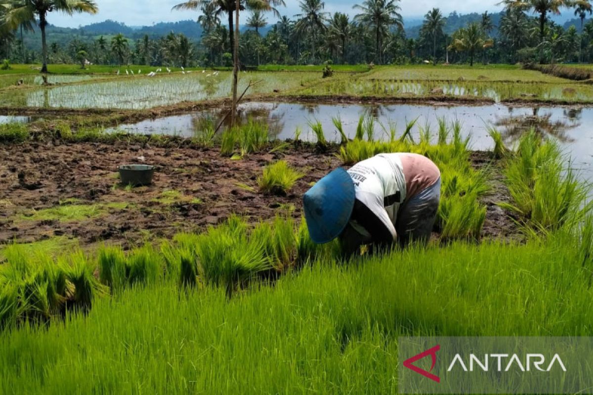 Solok Selatan terima bantuan benih padi untuk 1.300 hektare