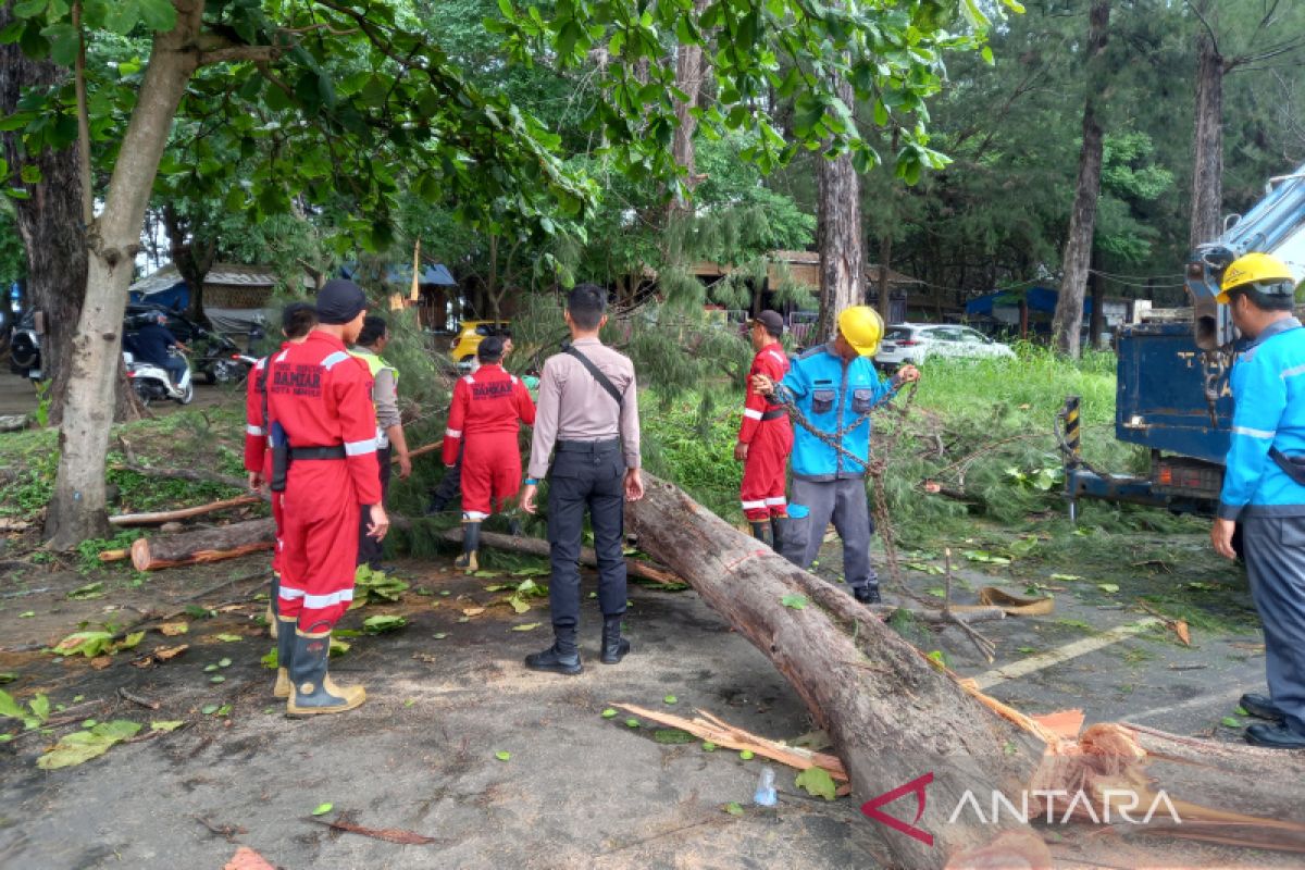 Anggota Polresta singkirkan tiga pohon tumbang akibat angin kencang di Bengkulu