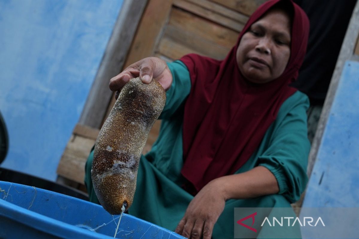 BERBURU TERIPANG LAUT