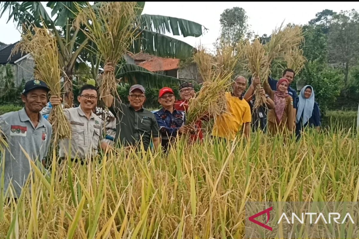Untirta dorong sertifikasi beras merah pulen organik unggulan Banten