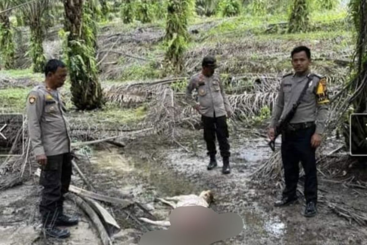 Harimau berkeliaran di kebun sawit dan terkam sapi