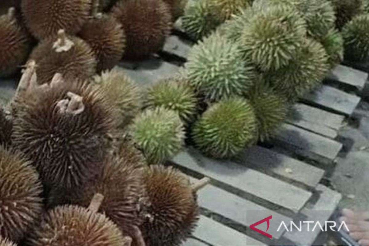 Durian langka dari pedalaman Kalimantan mulai muncul di Banjarmasin