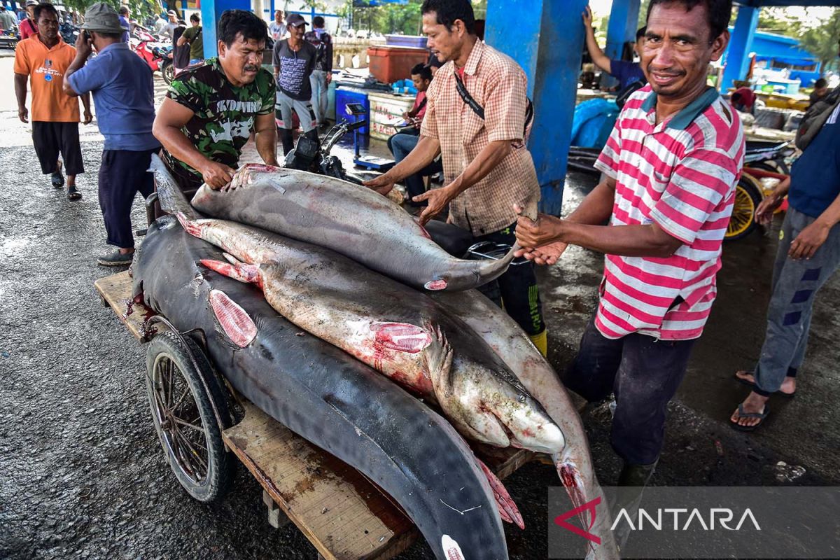 FOTO - Pengetatan Perdagangan Ikan Hiu